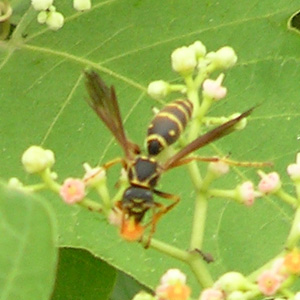 フタモンアシナガバチ2