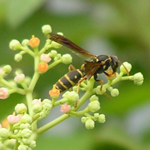フタモンアシナガバチ1
