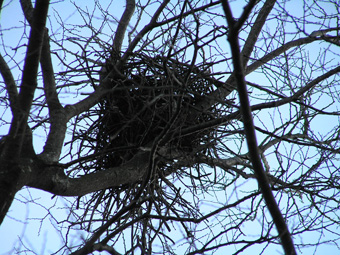 鳥の巣2