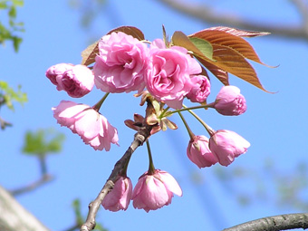 八重の桜3