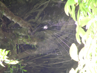 クモの網1