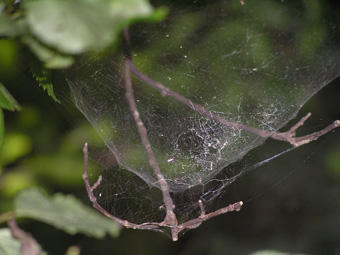 クモの網2